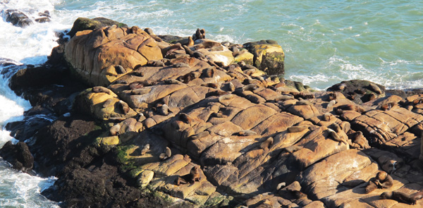 cabo-polonio-leoes-marinhos