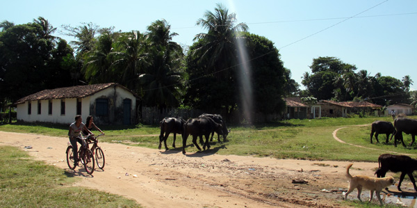 ilha-do-marajo-bufalos-rua-bicilceta