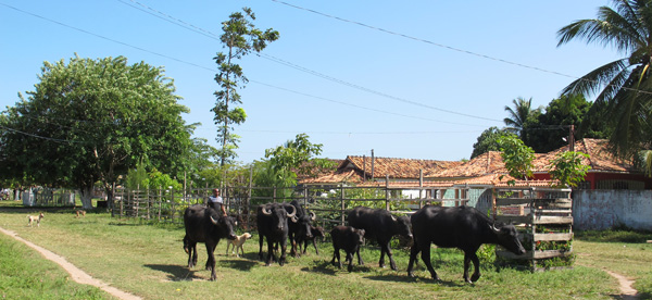ilha-do-marajo-bufalos-rua
