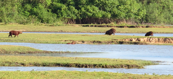 ilha-do-marajo-fazenda-bom-jesus-capivaras