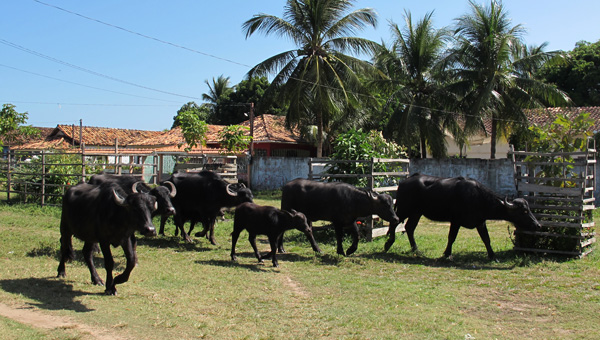 ilha-do-marajo-galeria-bufalos