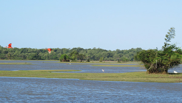 ilha-do-marajo-galeria-guaras