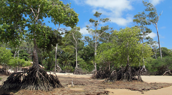 ilha-do-marajo-praia-barra-velha-raizes